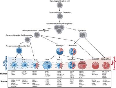 Allies or Enemies—The Multifaceted Role of Myeloid Cells in the Tumor Microenvironment